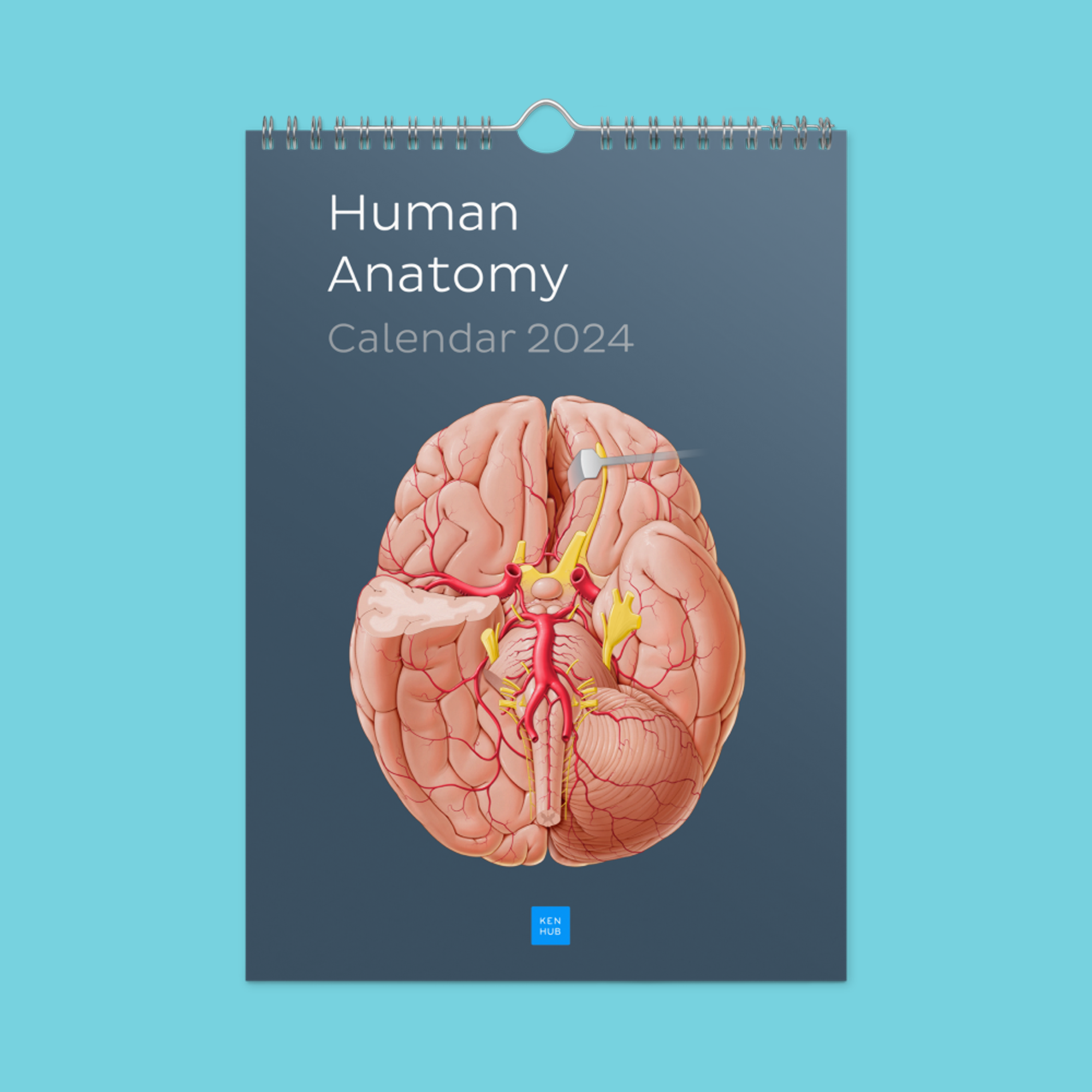 Kenhub Human Anatomy Wall calendar (2024) Kenhub Merch