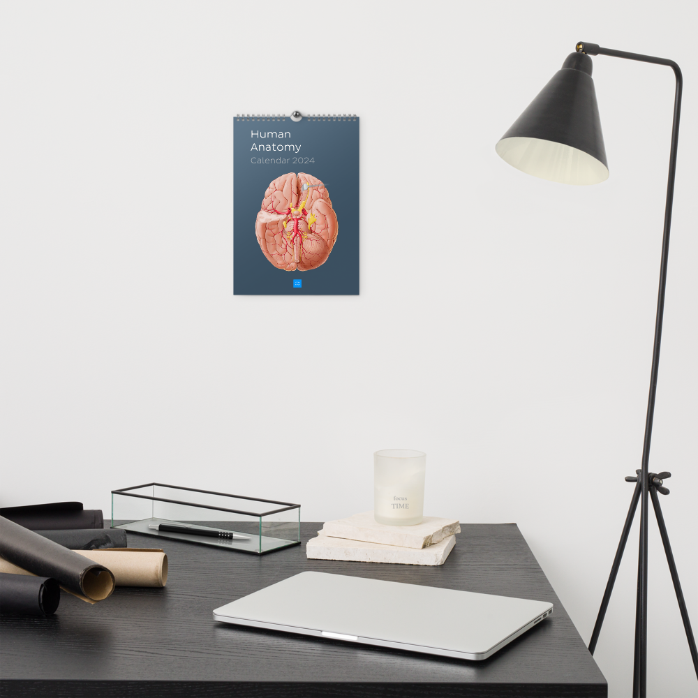 Kenhub Human Anatomy Wall calendar (2024)