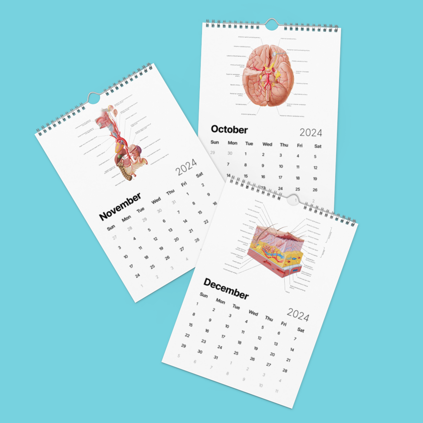 Kenhub Human Anatomy Wall calendar (2024)