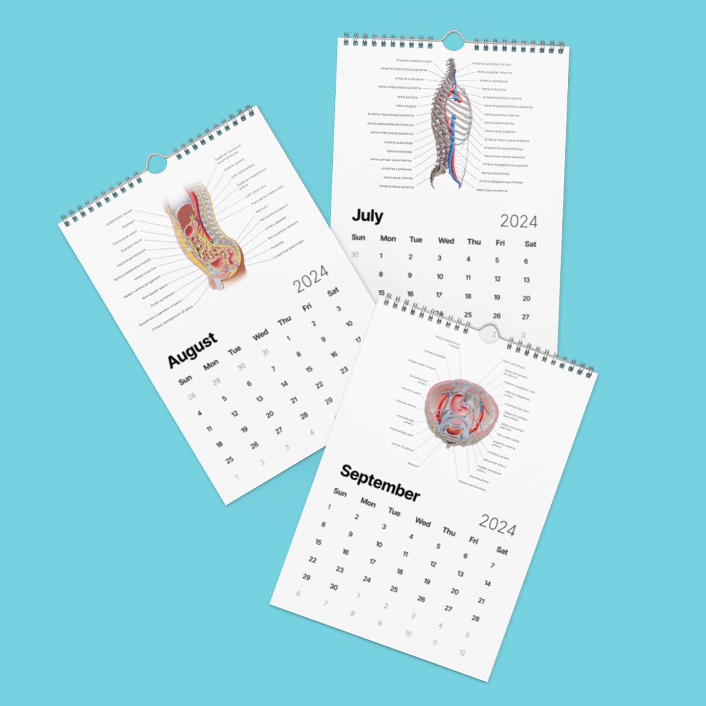 Kenhub Human Anatomy Wall calendar (2024)