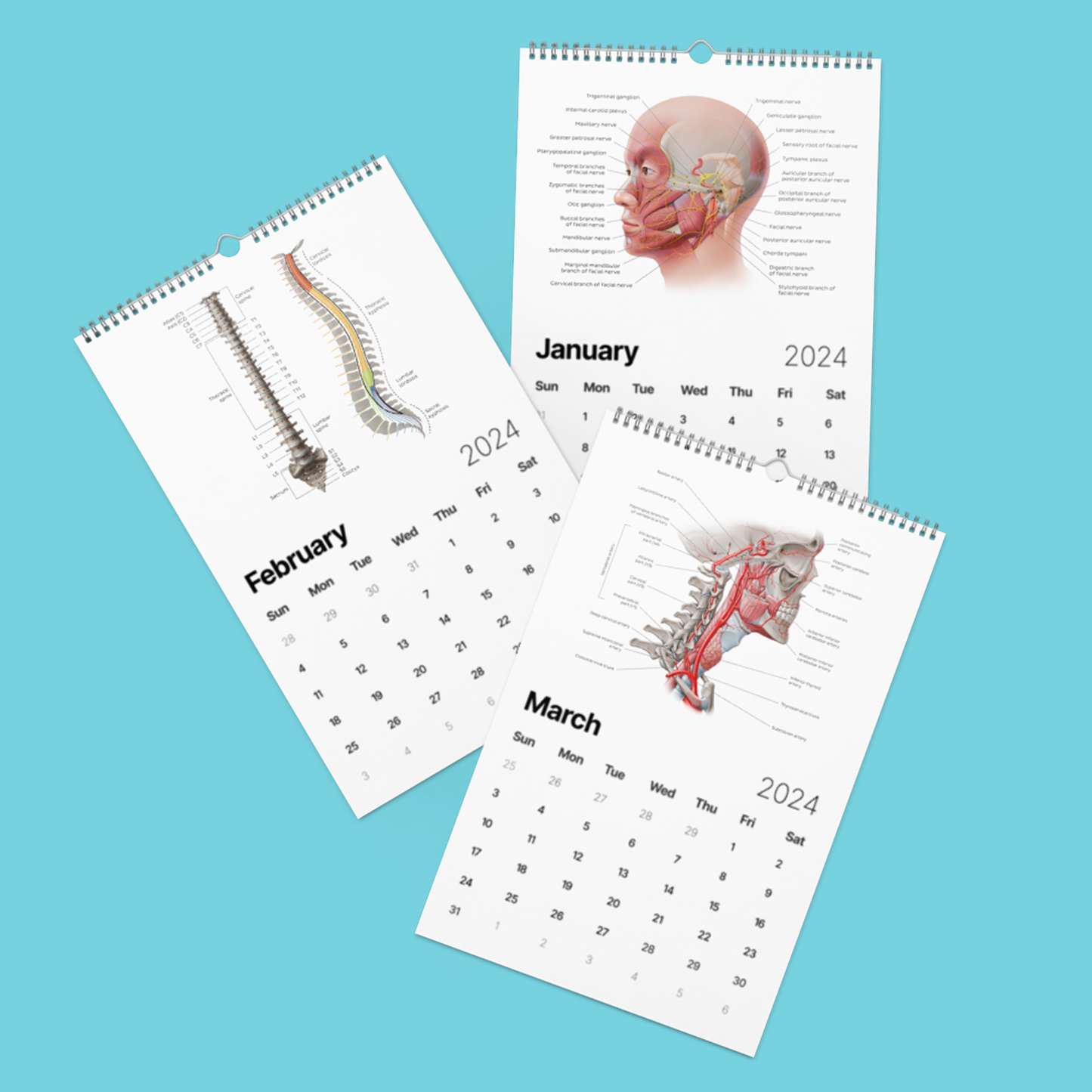 Kenhub Human Anatomy Wall calendar (2024)
