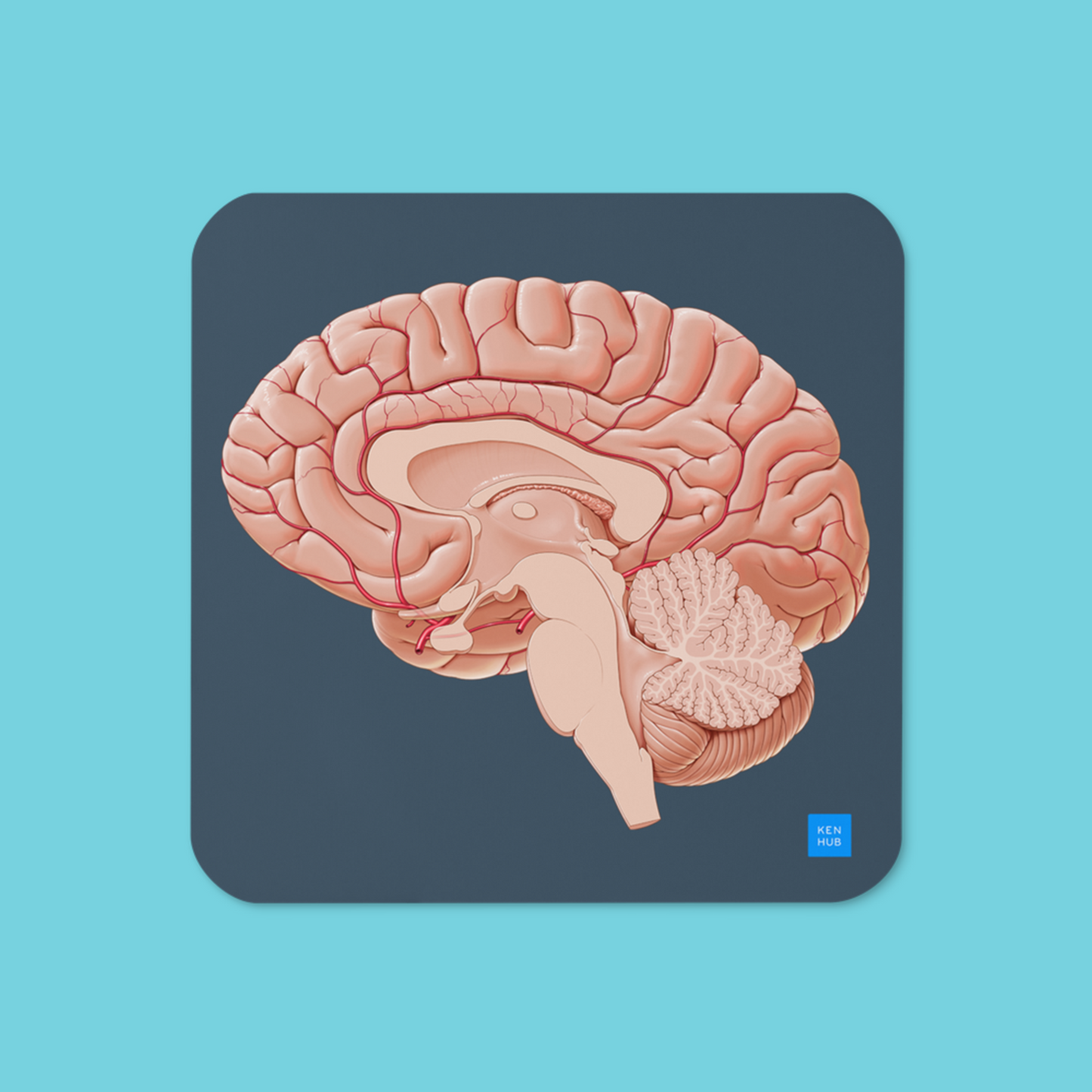 Brain Sagittal Section - Cork-back coaster
