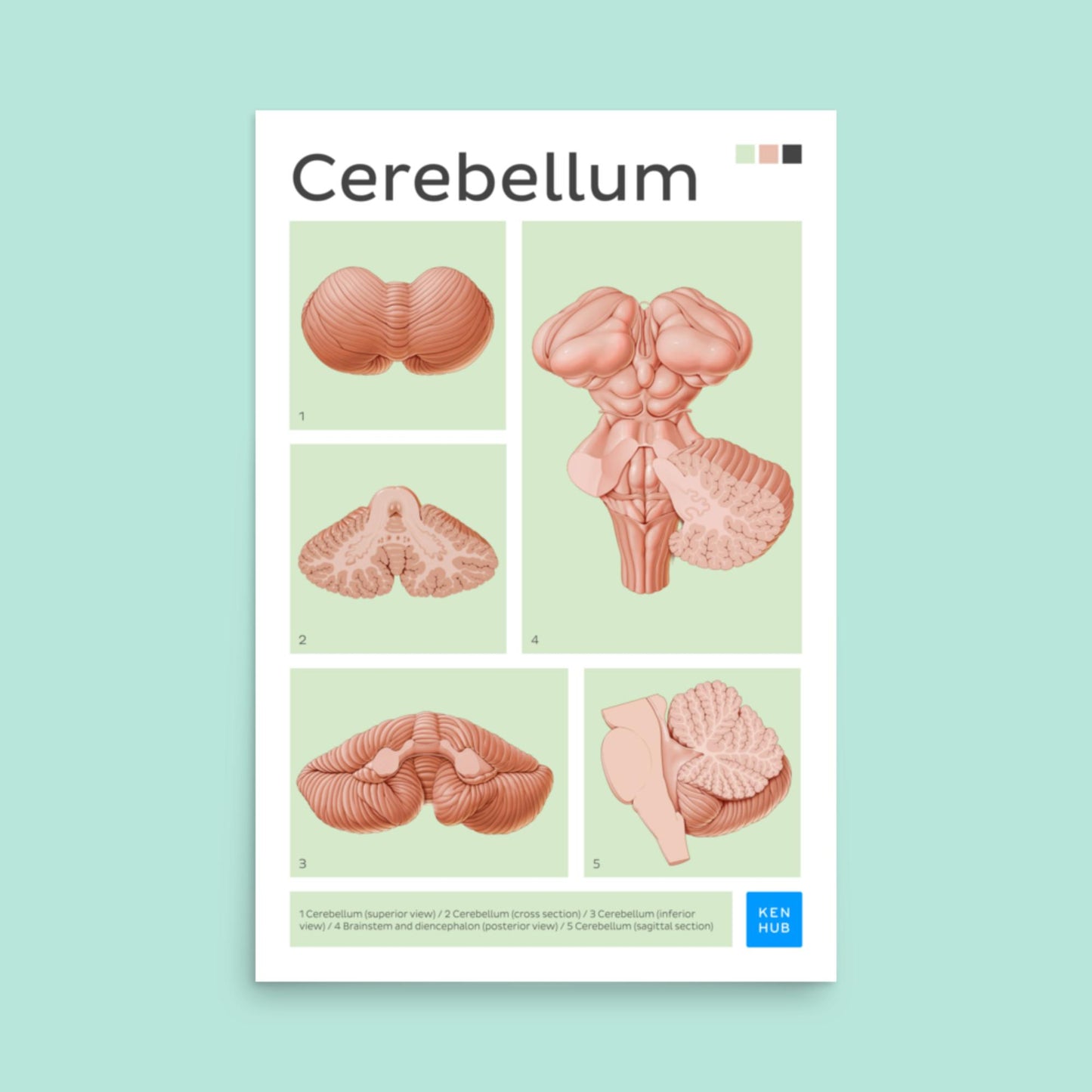 Cerebellum Poster