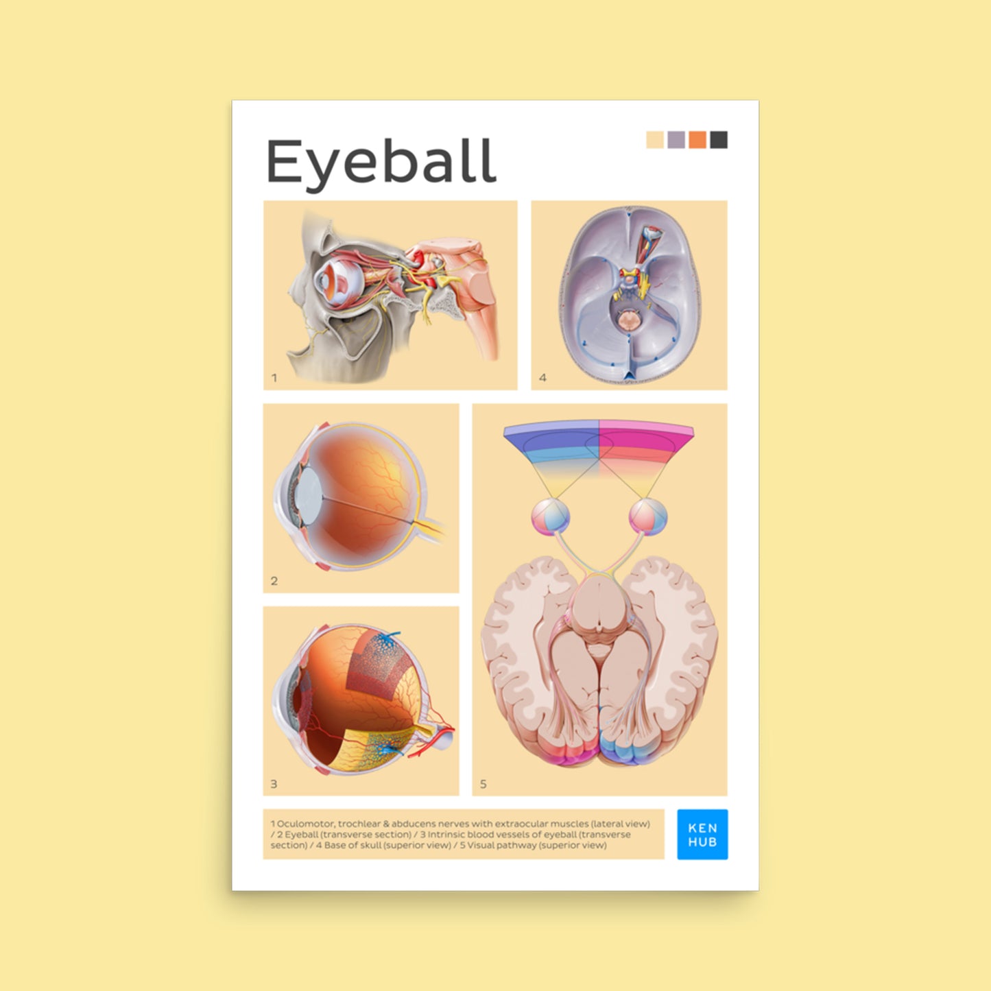 Eyeball Poster