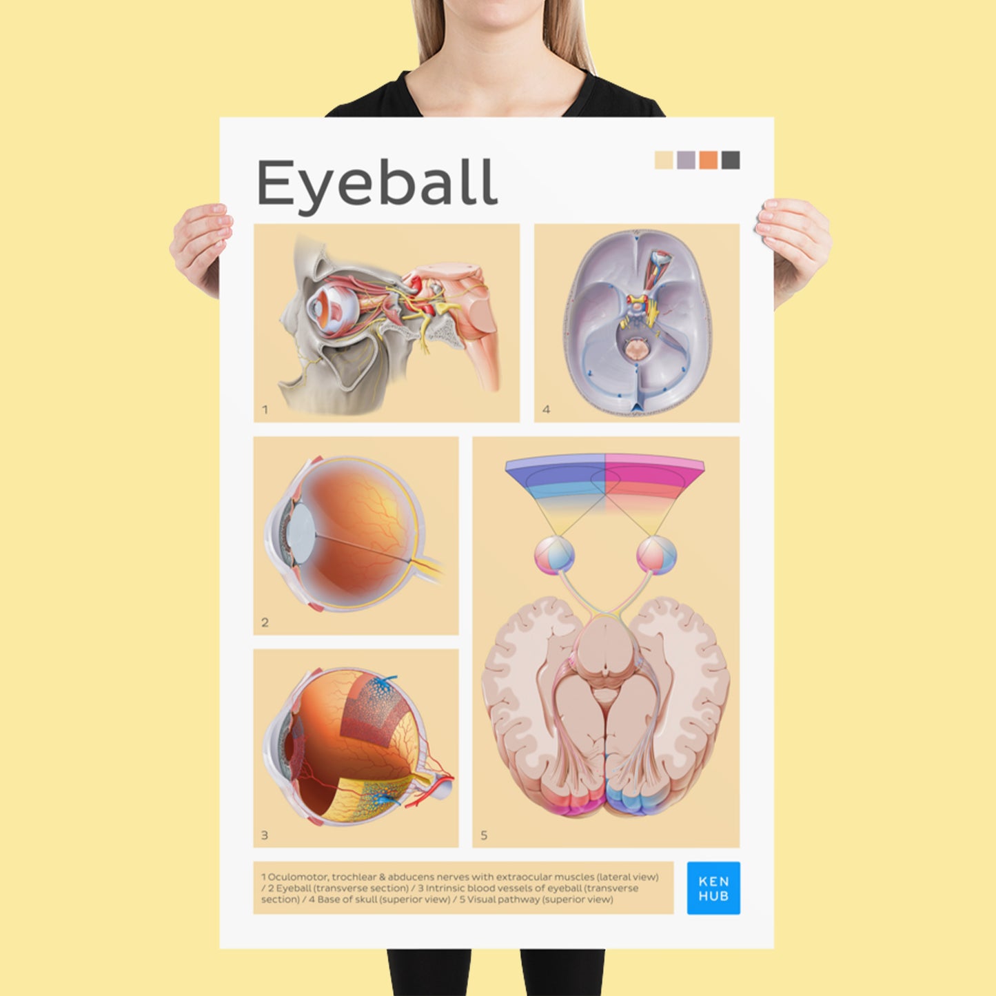 Eyeball Poster