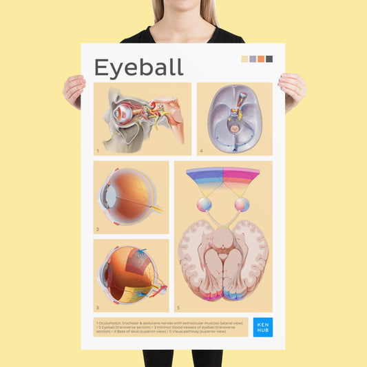 Eyeball Poster