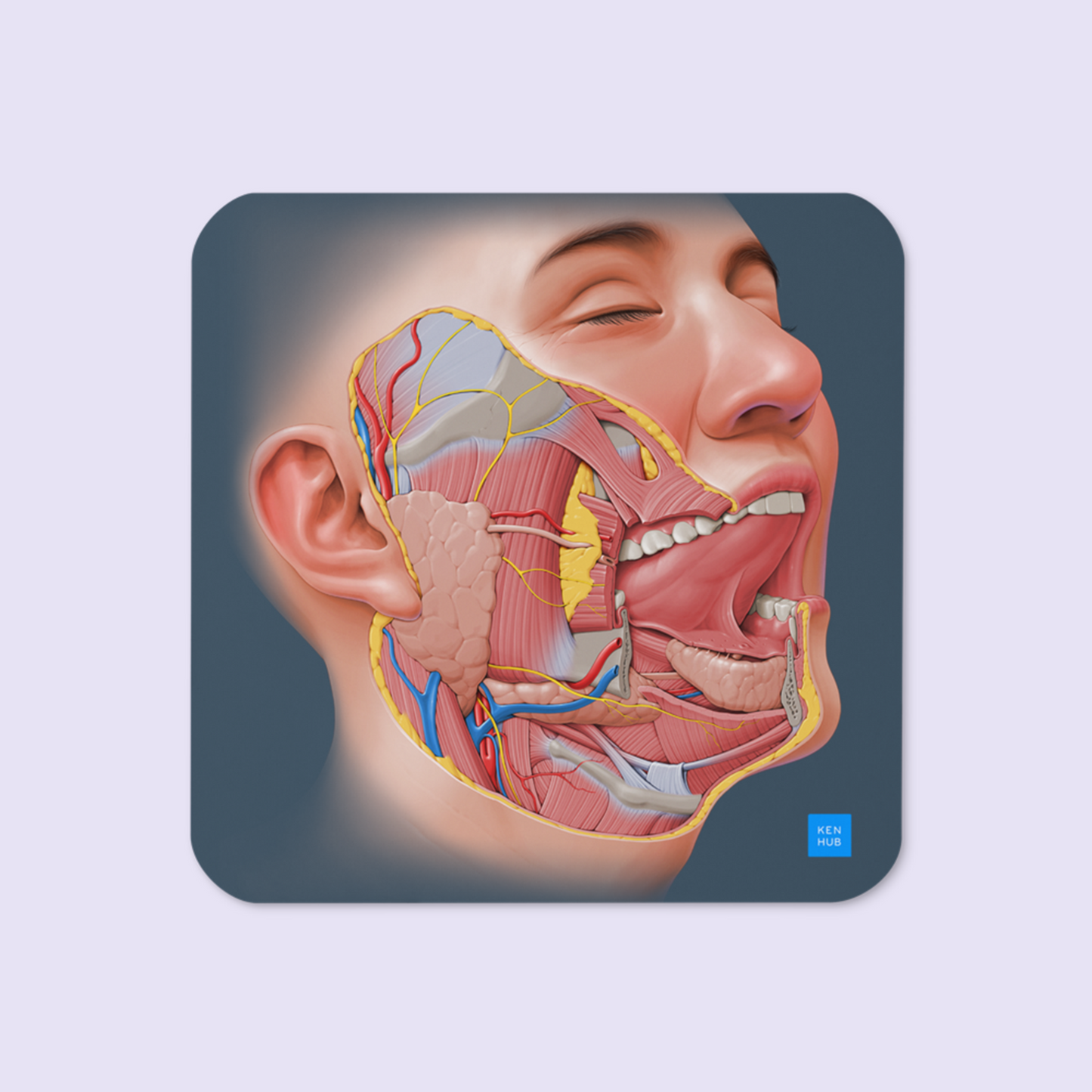 Salivary Glands - Cork-back coaster