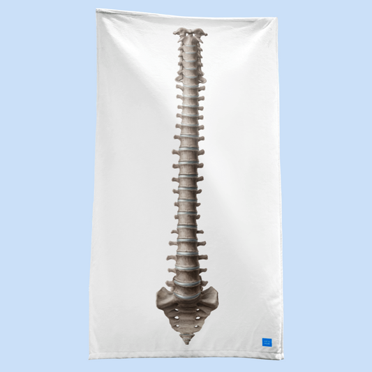 Spine Anatomy - Towel