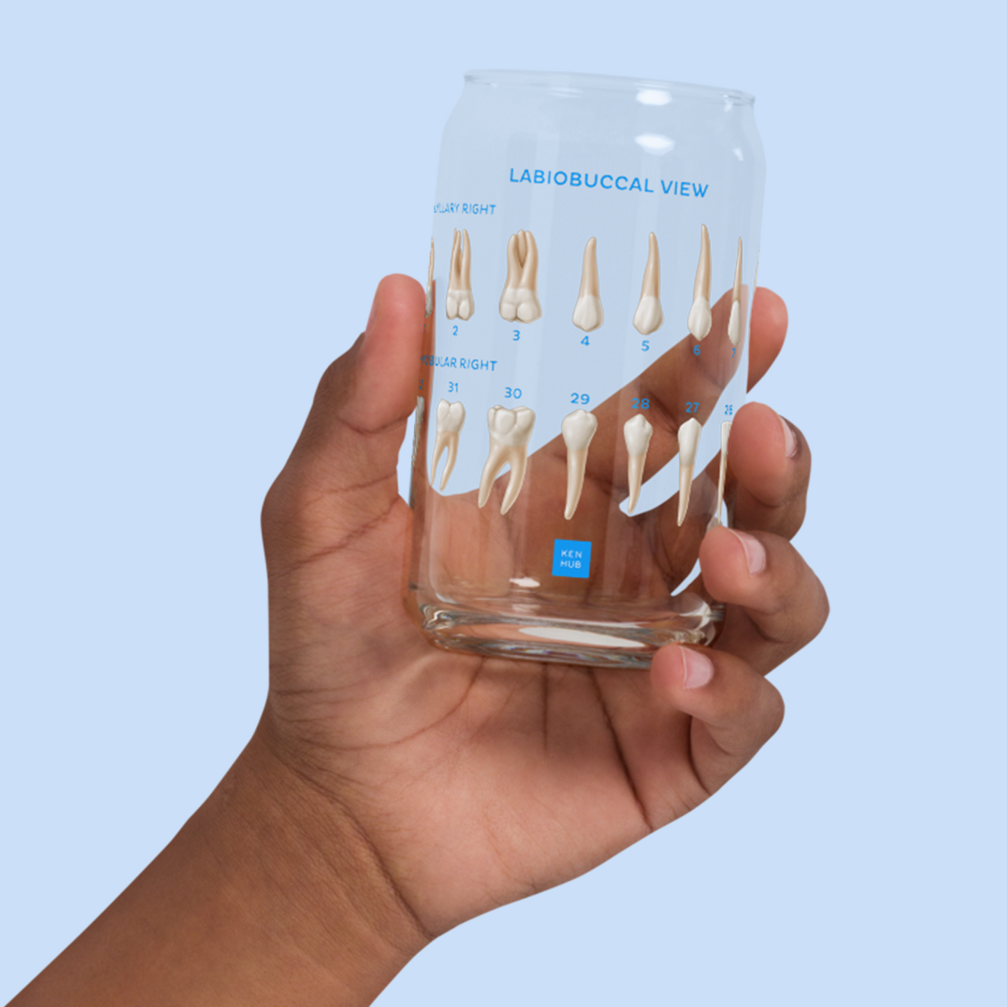 Teeth Anatomy - Can-shaped glass