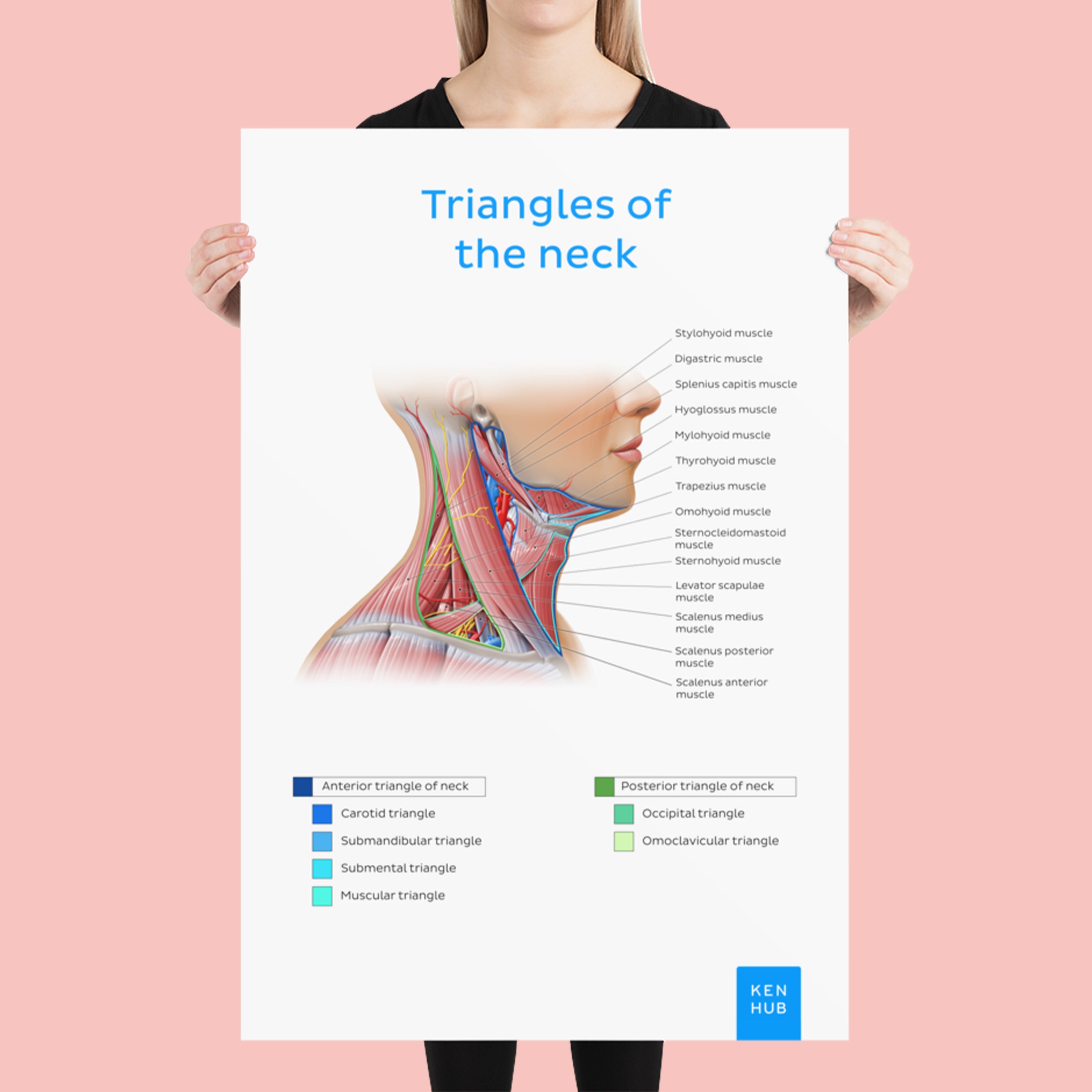 Triangles of the Neck Poster Kenhub Merch