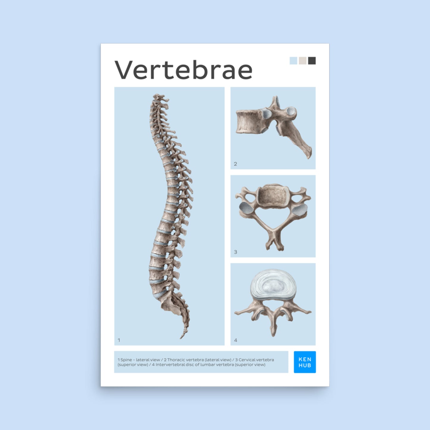 Vertebrae Poster