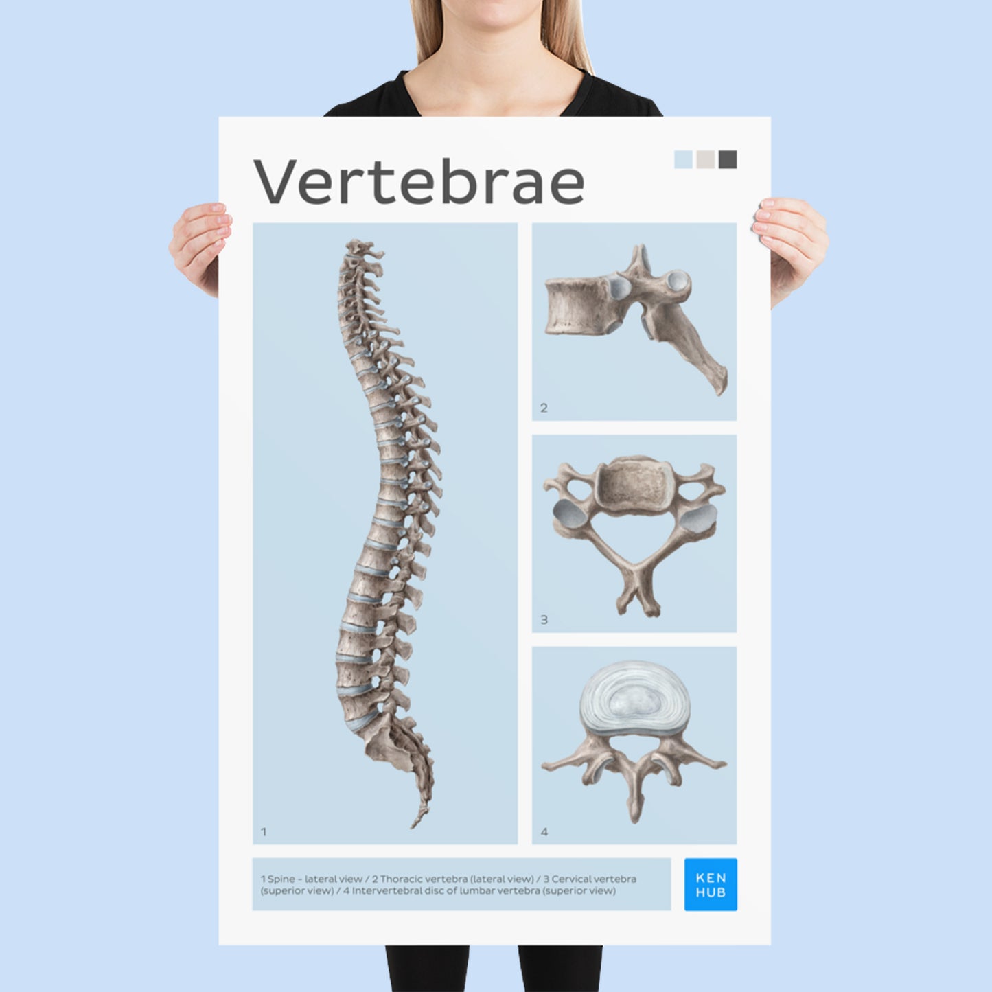 Vertebrae Poster