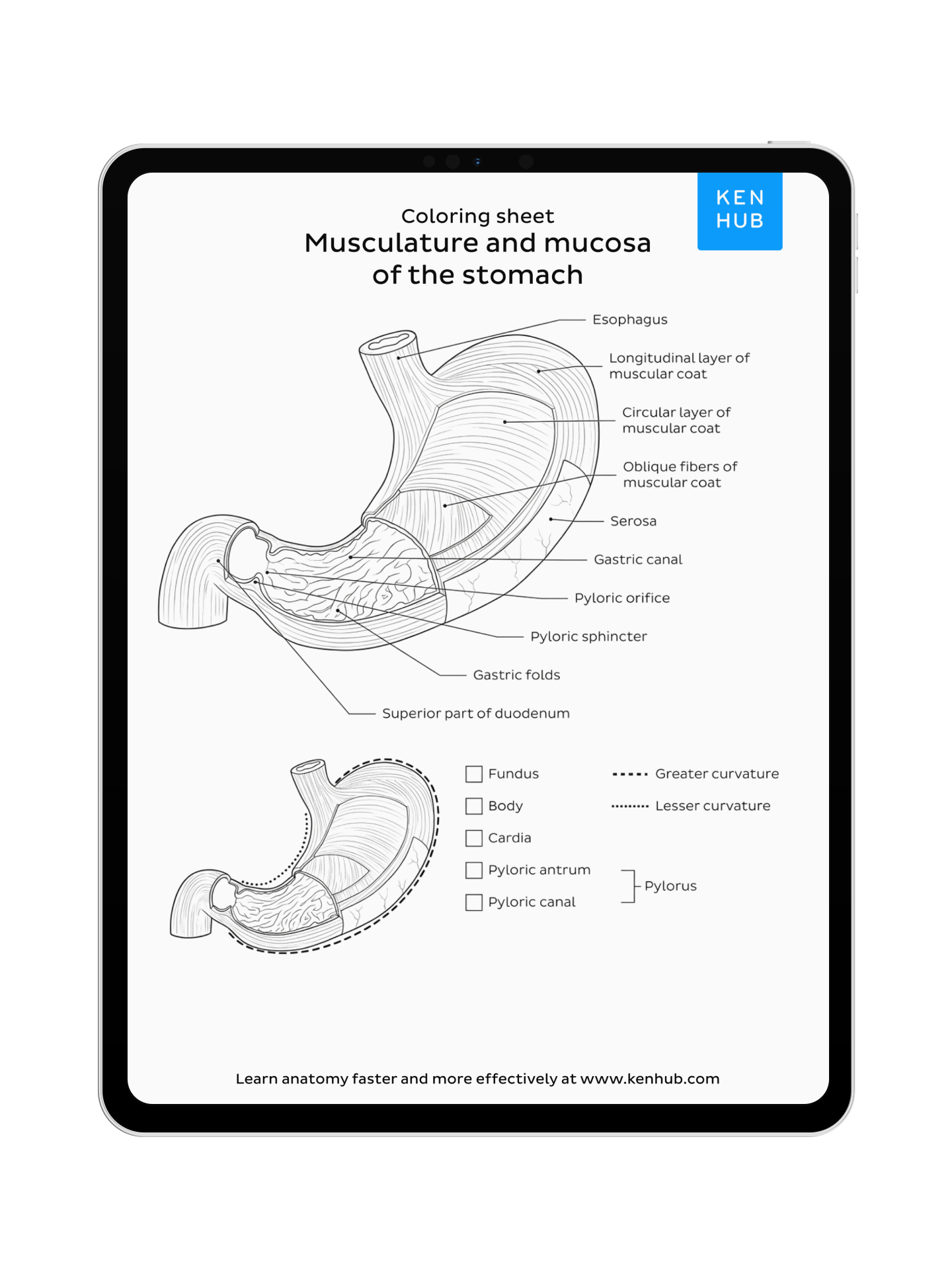 Abdomen: Coloring Pages