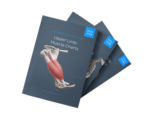 Bundle: Muscle Charts (English with Latin Terminology)