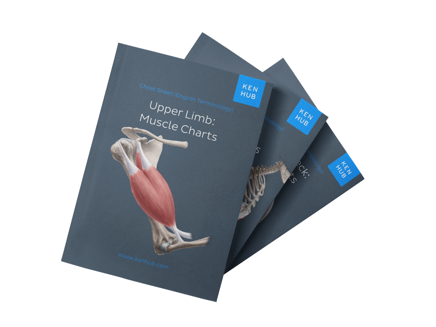 Bundle: Muscle Charts (English with English Terminology)