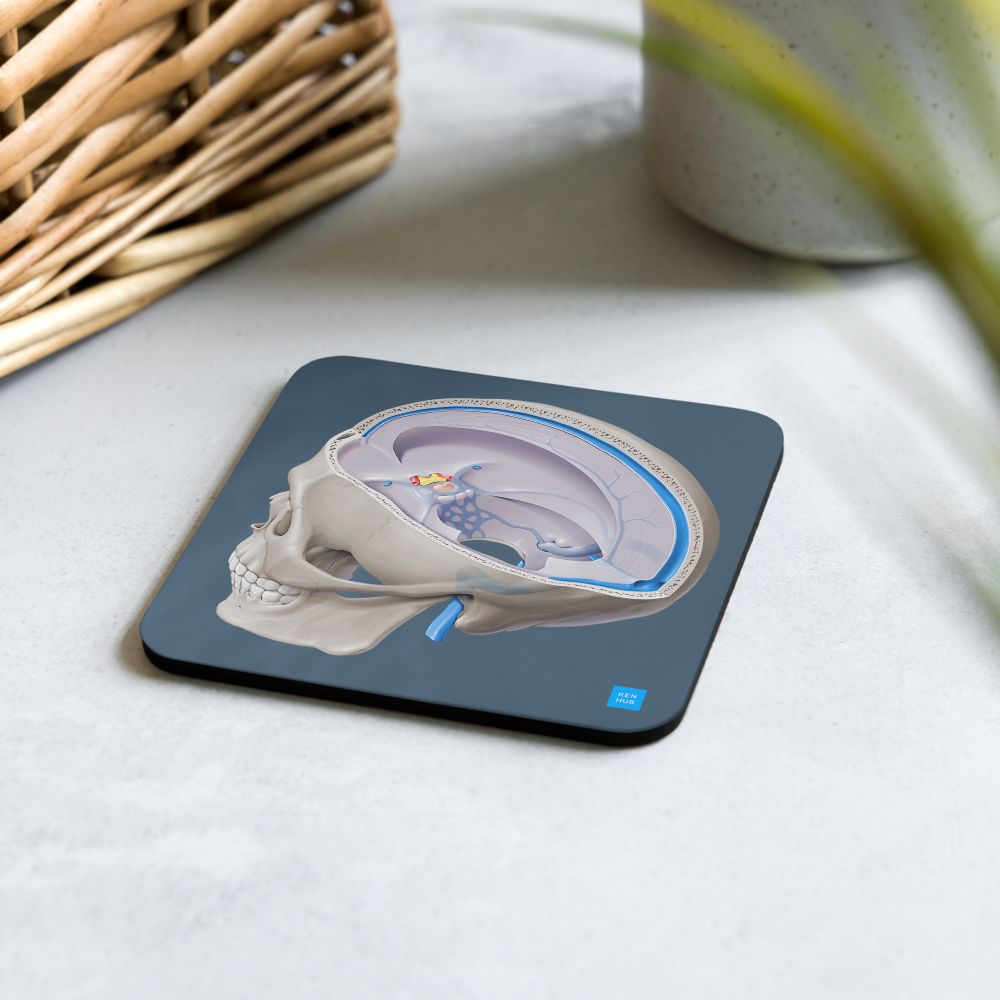 Dural Venous Sinuses - Cork-back coaster