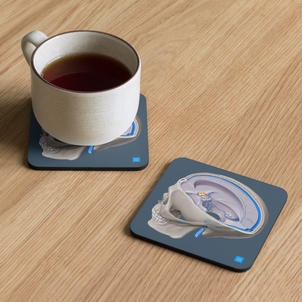 Dural Venous Sinuses - Cork-back coaster