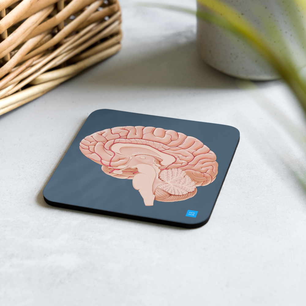 Brain Sagittal Section - Cork-back coaster