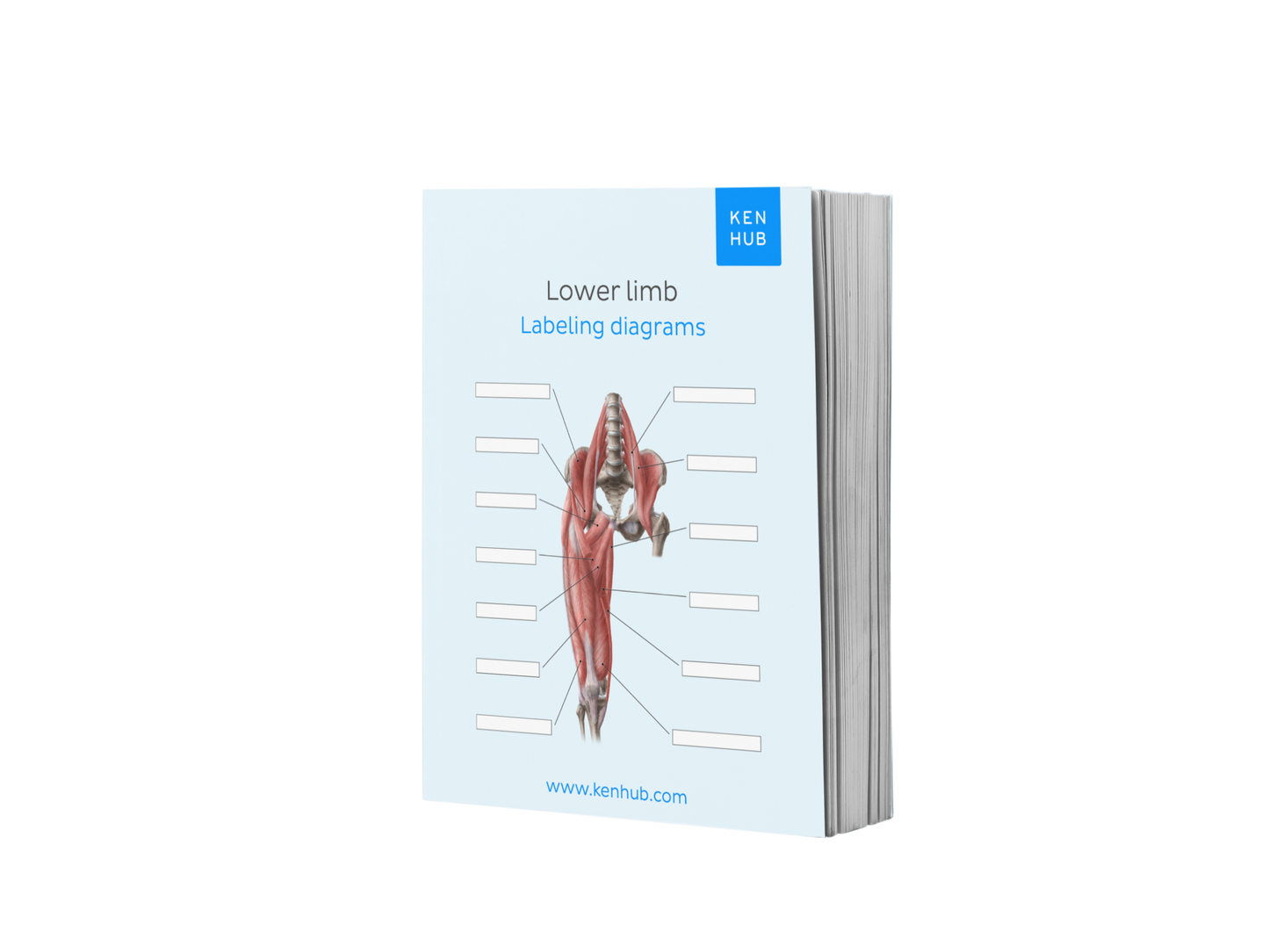 Lower Limb: Labeling Diagrams