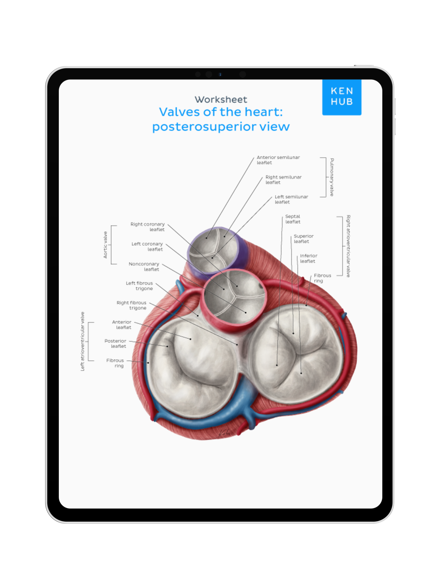 Thorax: Labeling Diagrams