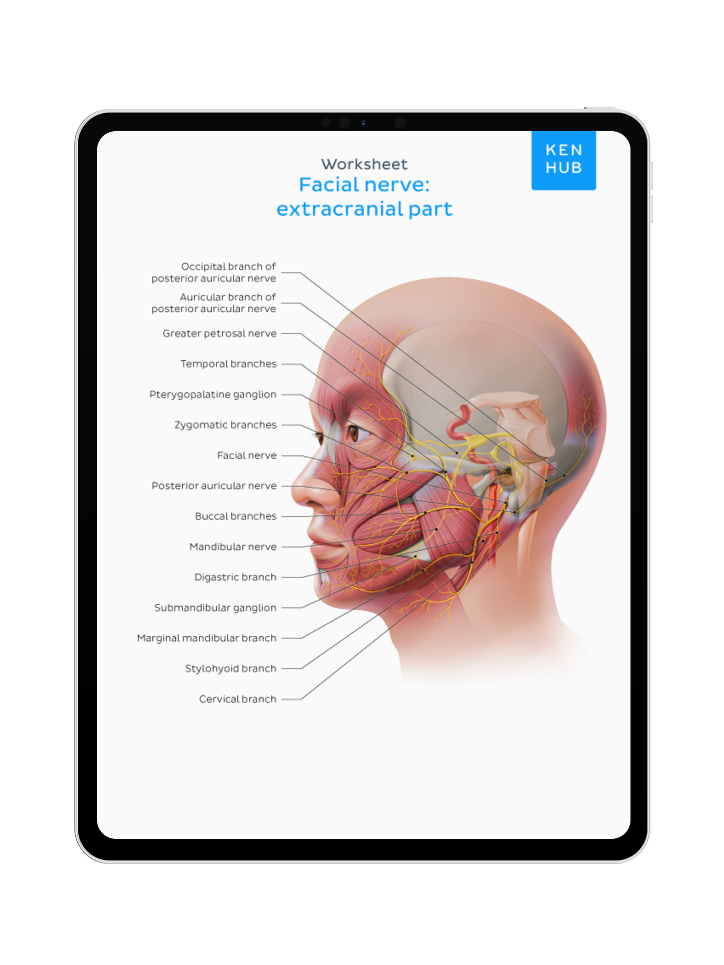 Neuroanatomy: Labeling Diagrams