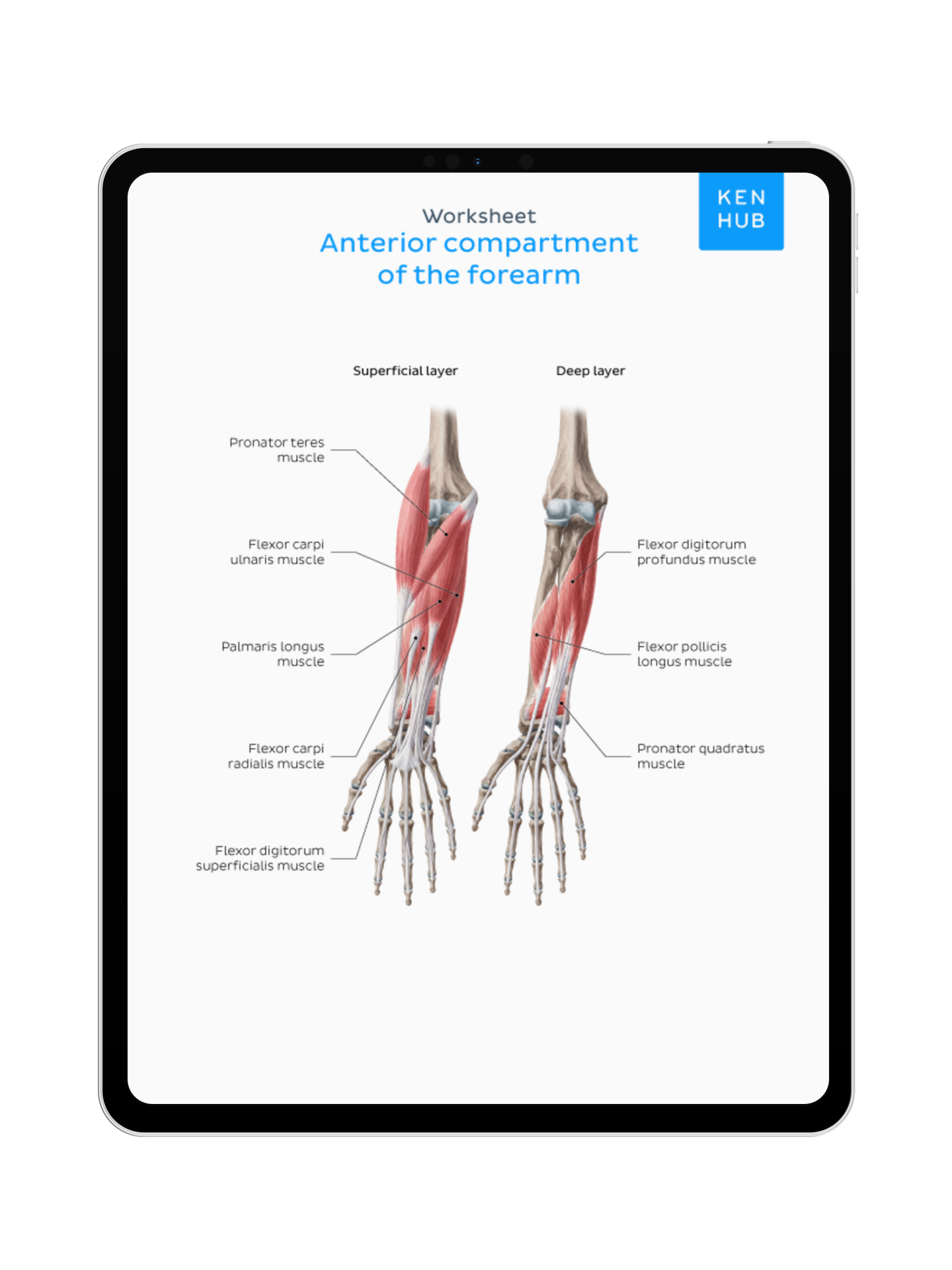 Upper Limb: Labeling Diagrams