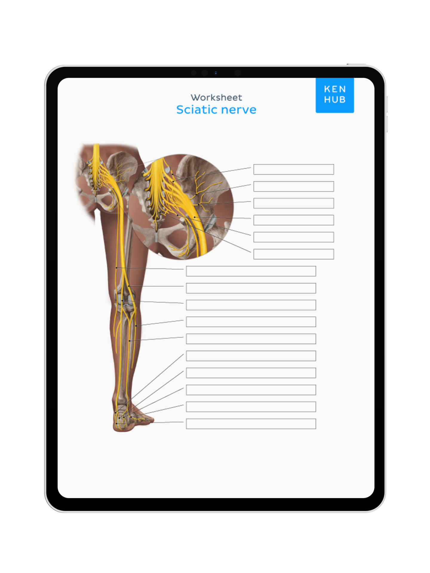 Lower Limb: Labeling Diagrams