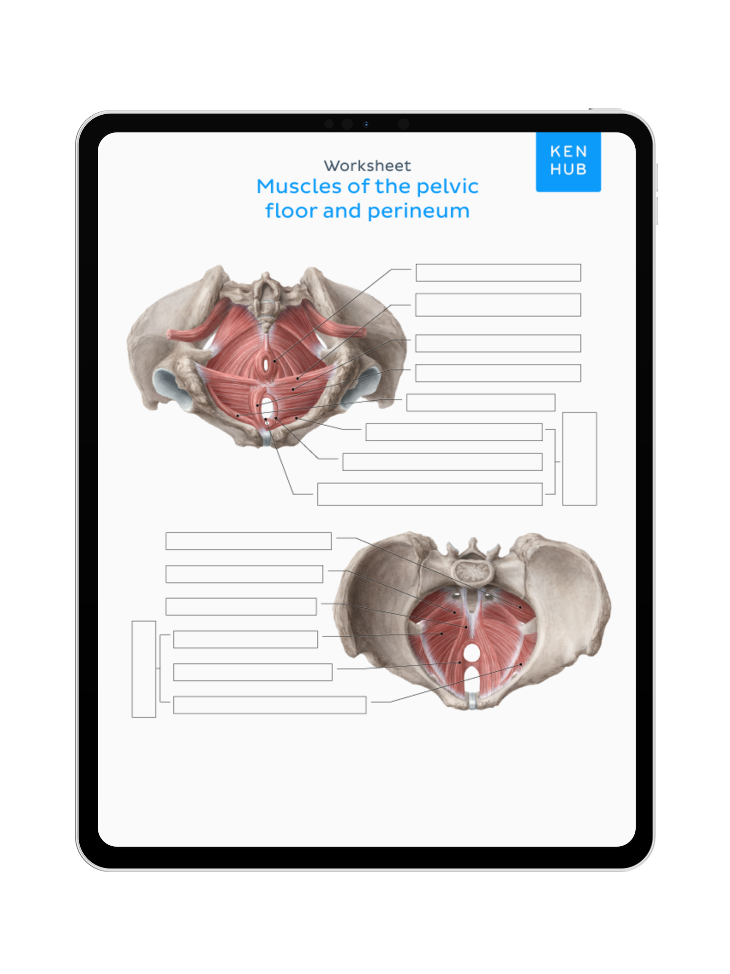 Pelvis and Perineum: Labeling Diagrams