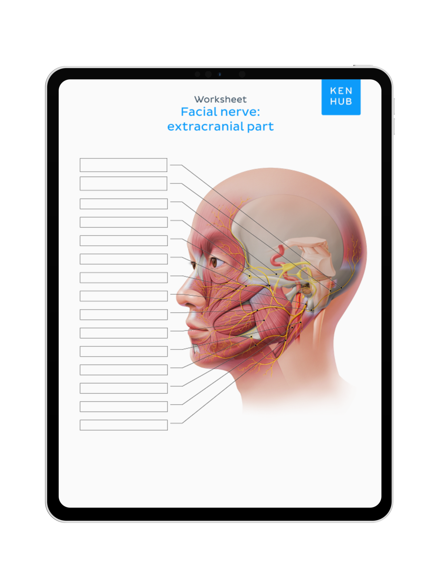 Neuroanatomy: Labeling Diagrams
