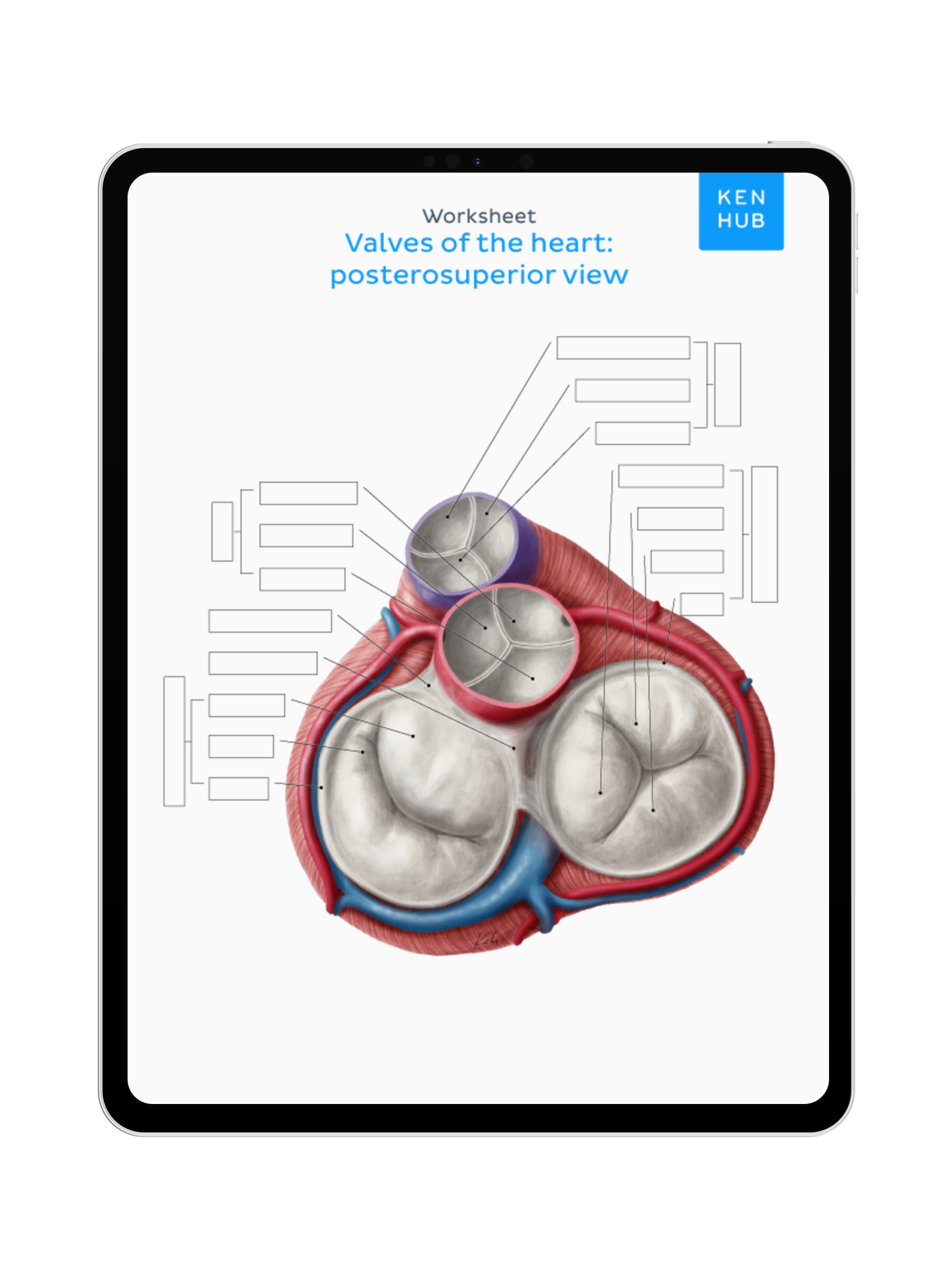 Thorax: Labeling Diagrams