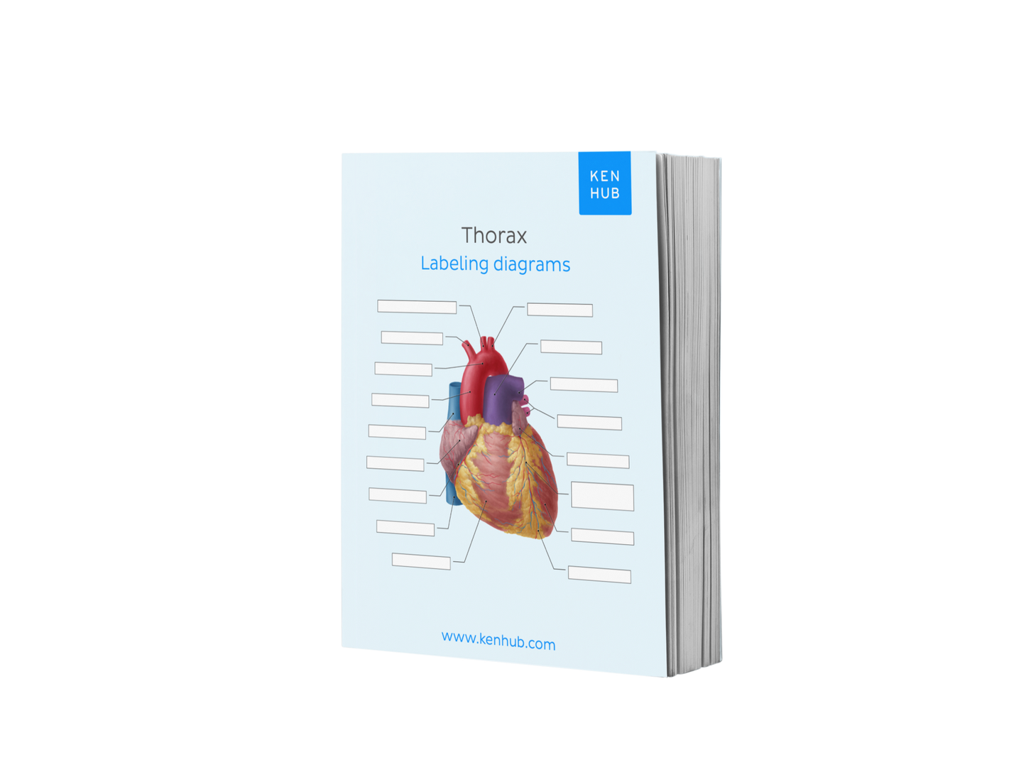 Thorax: Labeling Diagrams