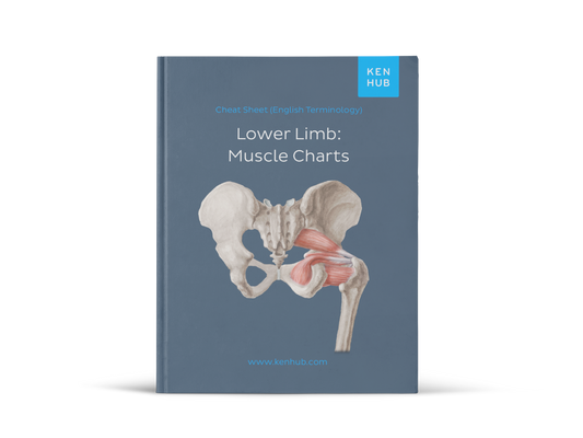 Lower Extremity: Muscle Charts (EN, DE, ES)