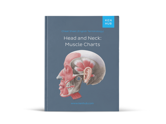 Head & Neck: Muscle Charts (EN, DE, ES)