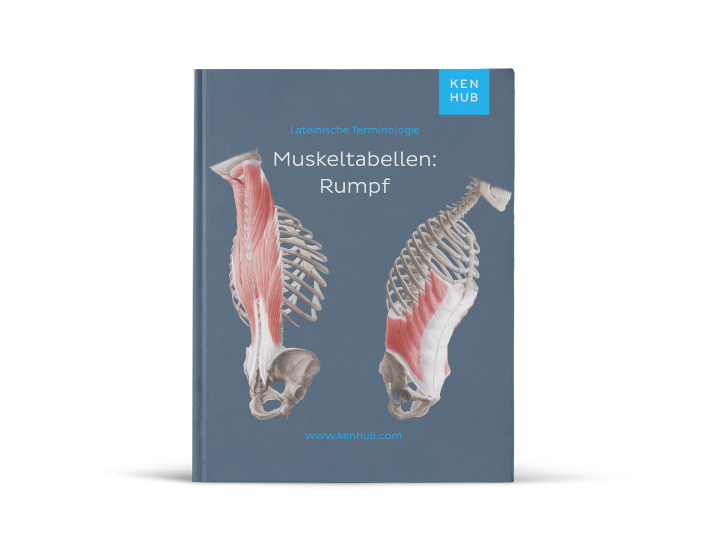 Trunk Wall: Muscle Charts (EN, DE, ES)
