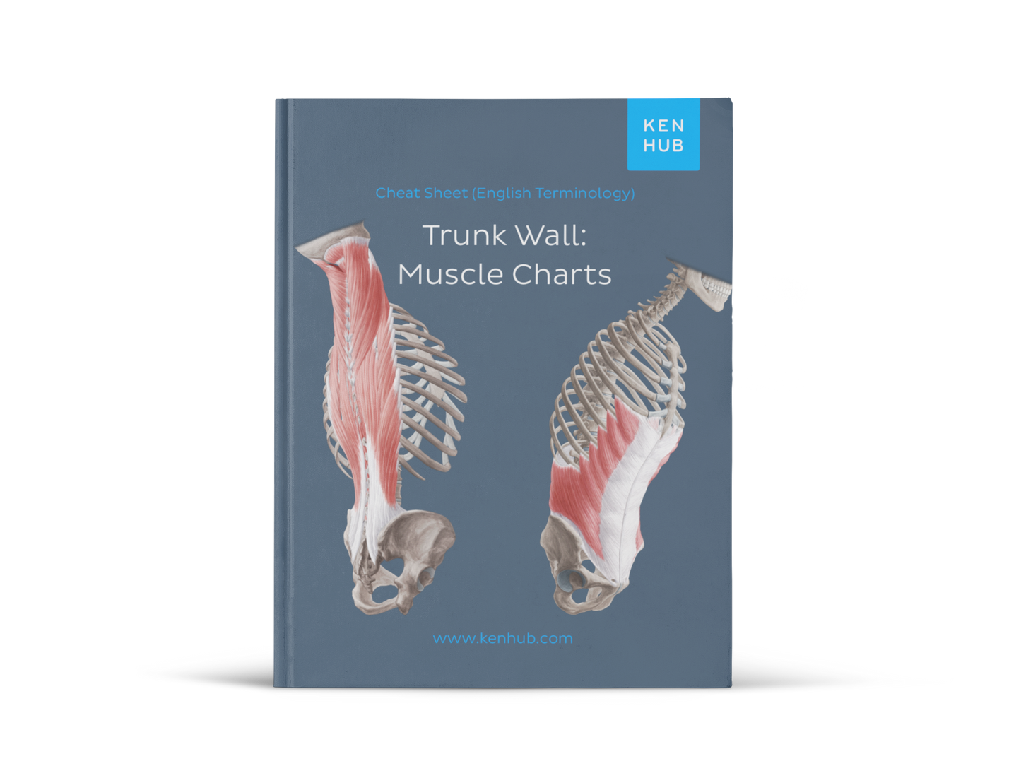 Trunk Wall: Muscle Charts (EN, DE, ES)