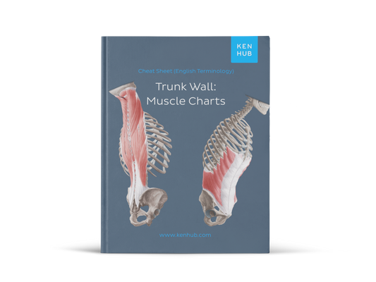 Trunk Wall: Muscle Charts (EN, DE, ES)