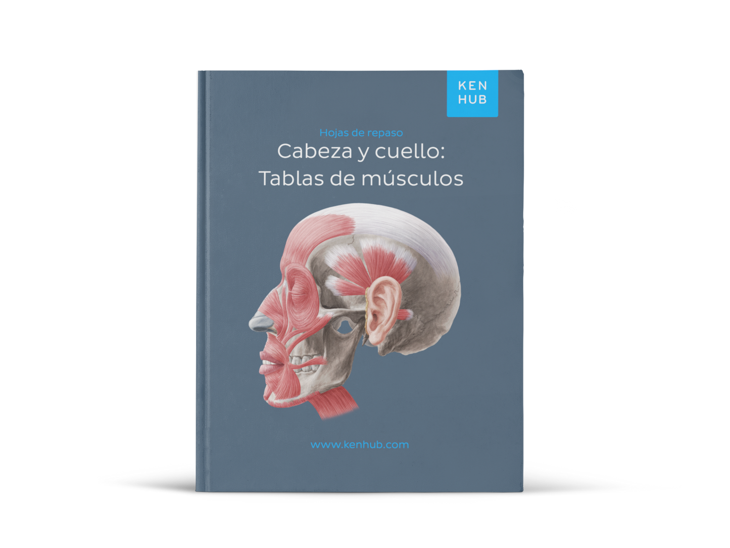 Head & Neck: Muscle Charts (EN, DE, ES)