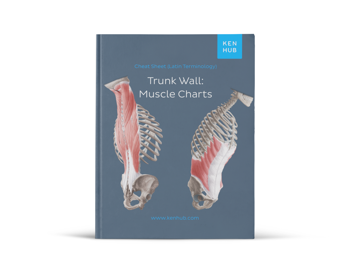 Trunk Wall: Muscle Charts (EN, DE, ES)
