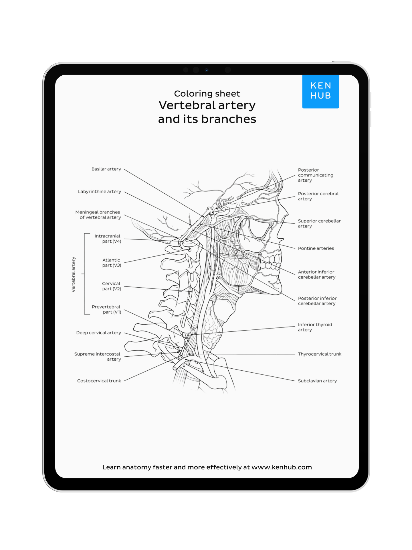 Head & Neck: Coloring Pages