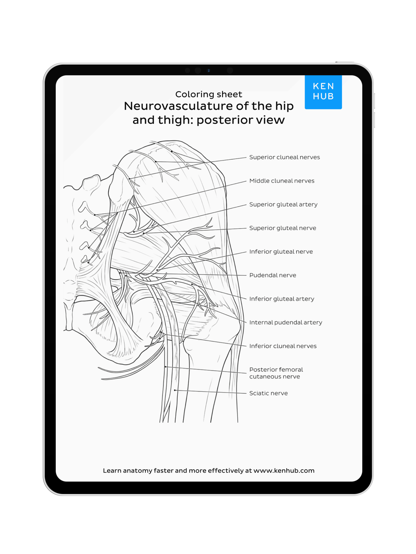 Lower Limb: Coloring Pages