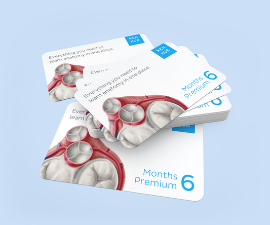 Bulk purchase: 6 months Kenhub Premium