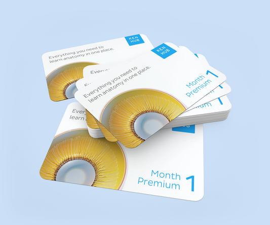 Bulk purchase: 1 month Kenhub Premium