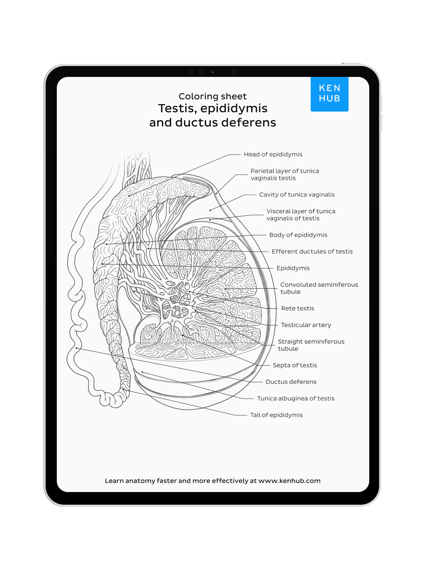 Pelvis & Perineum: Coloring Pages