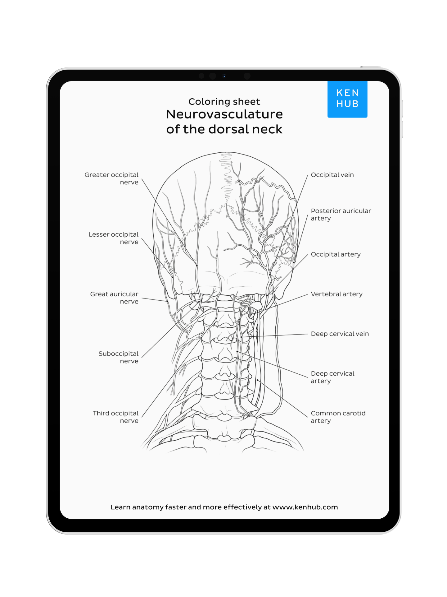 Spine & Back: Coloring Pages