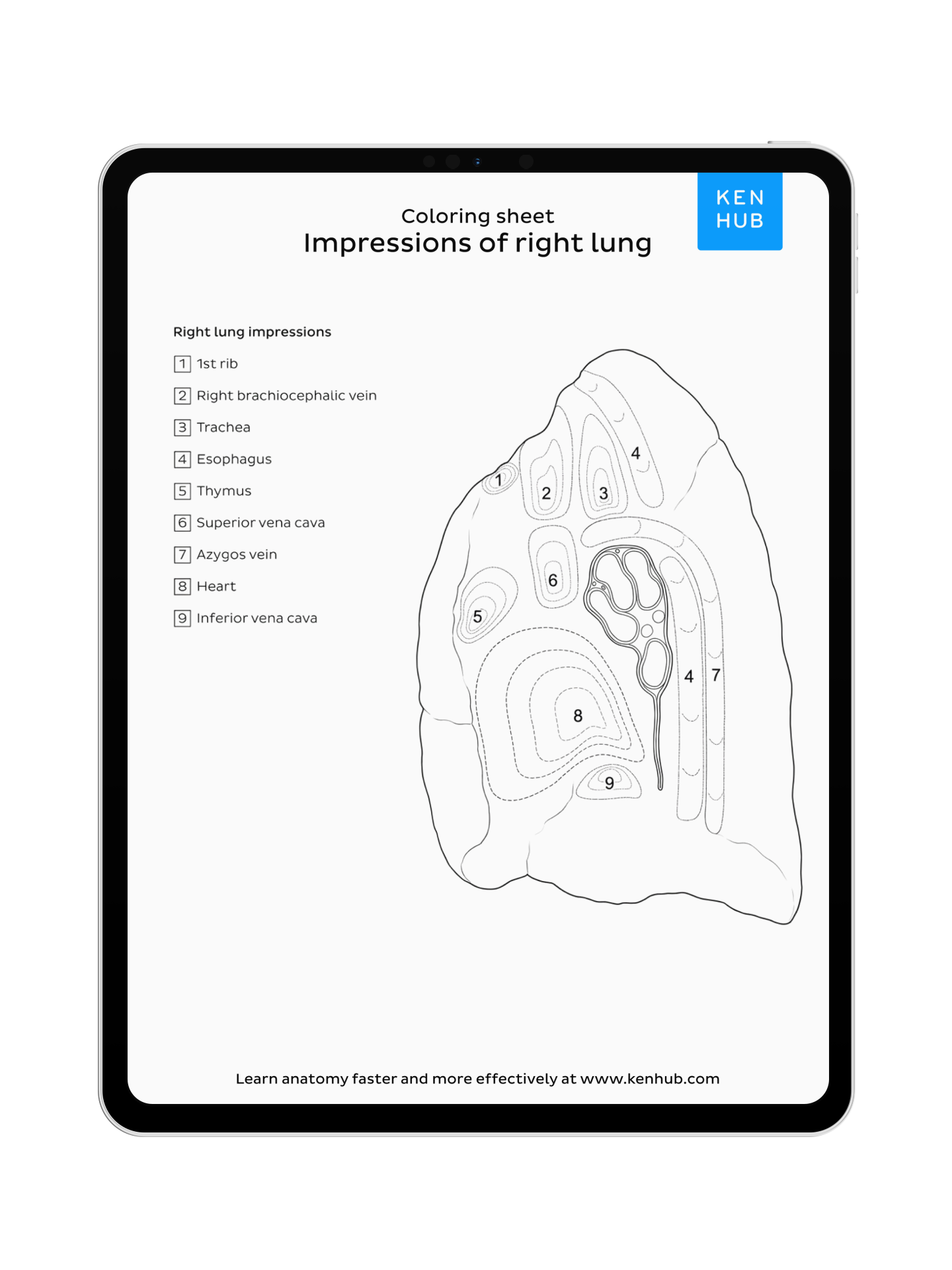 Thorax: Coloring Pages