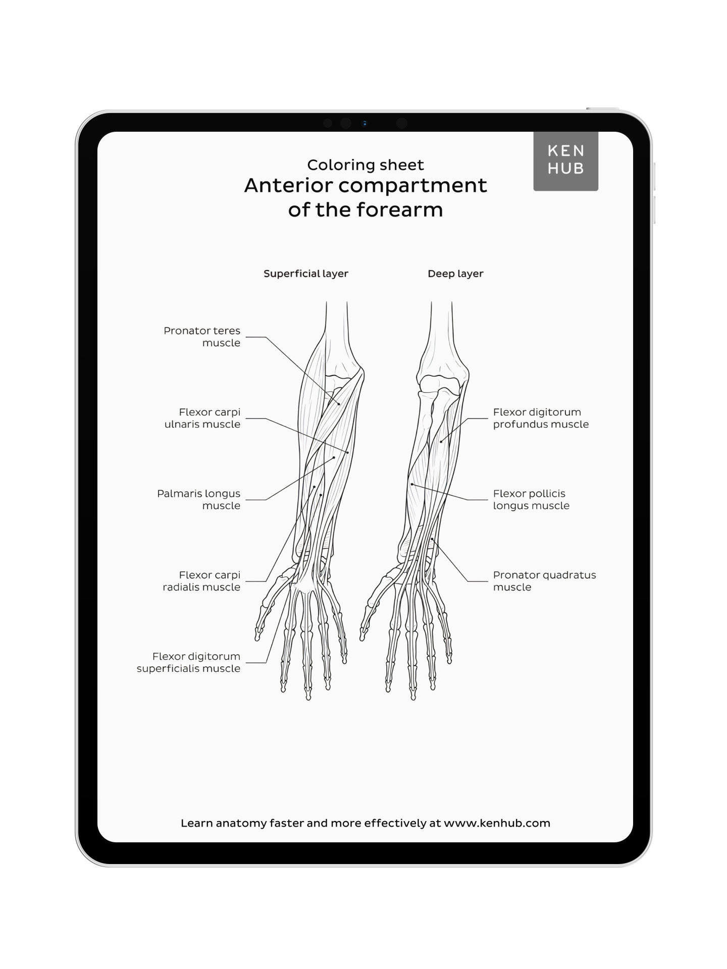 Upper Limb: Coloring Pages