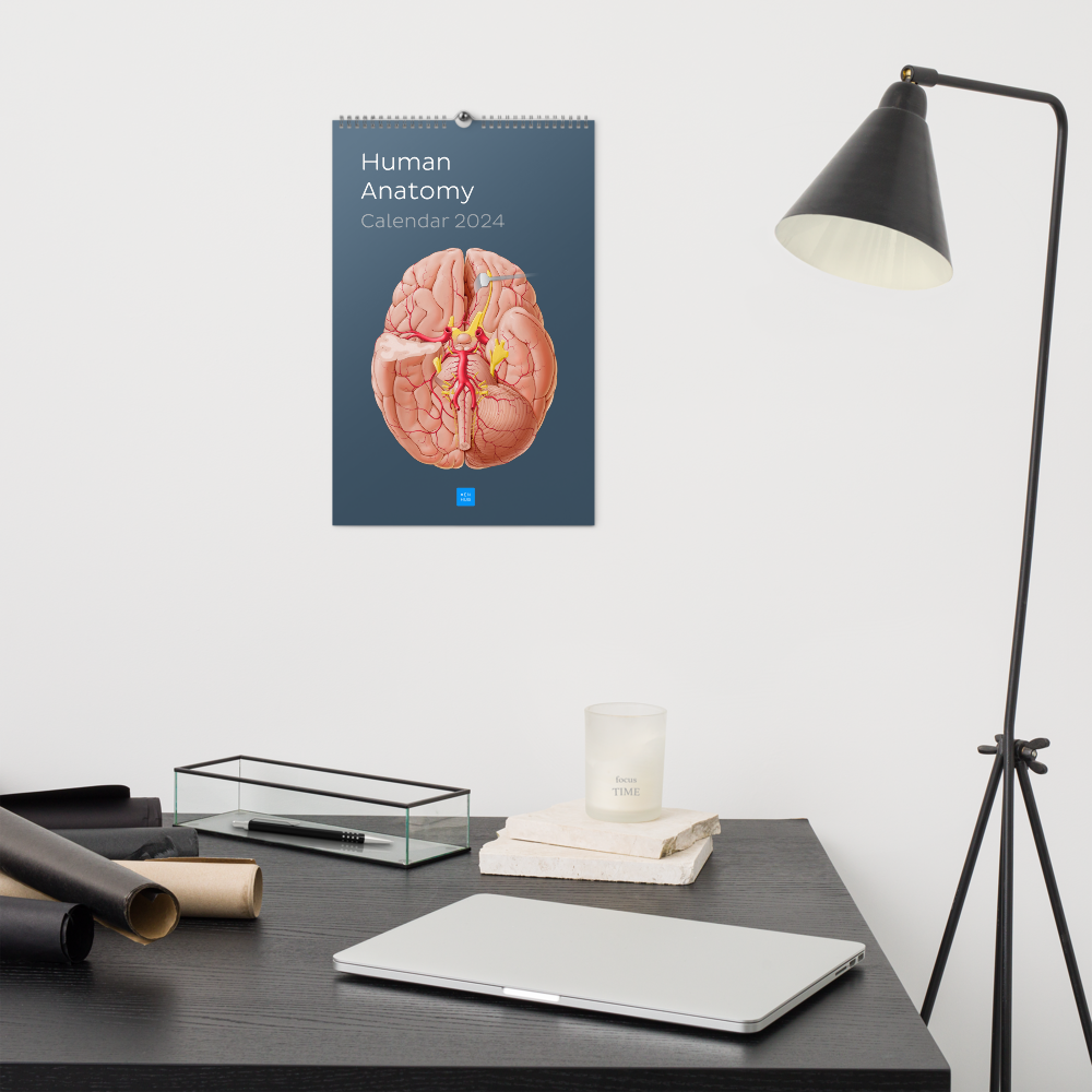 Kenhub Human Anatomy Wall calendar (2024)
