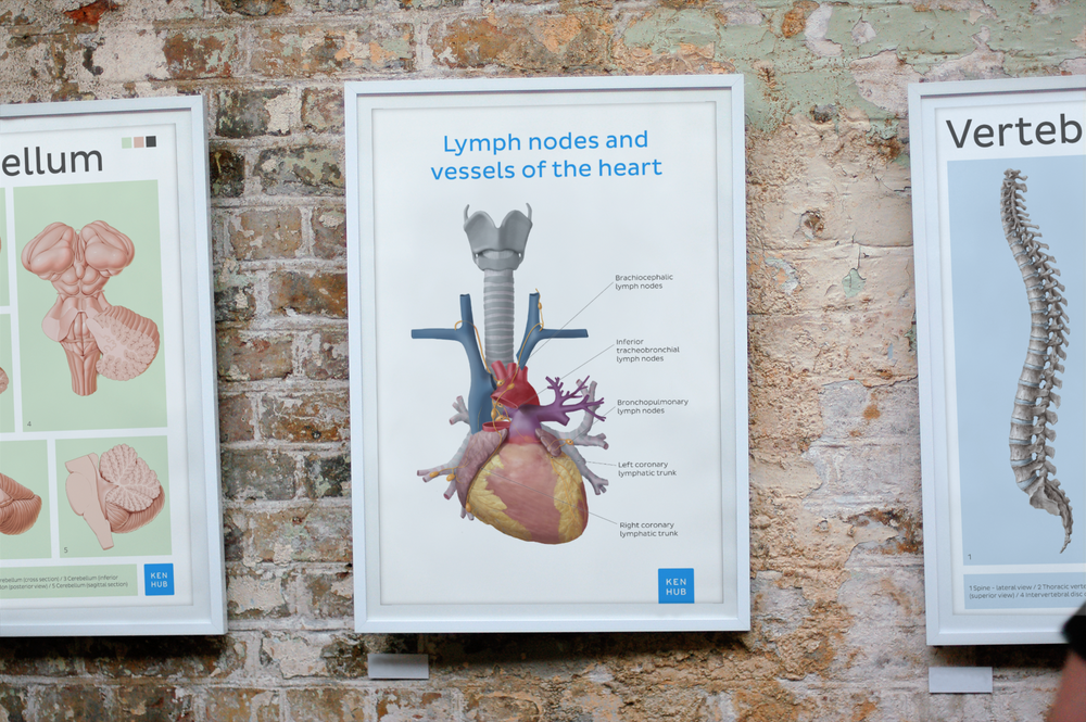 Kenhub Merch Apparel Posters Ebooks And More