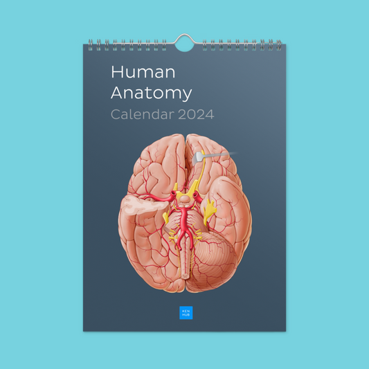 Kenhub Human Anatomy Wall calendar (2024)
