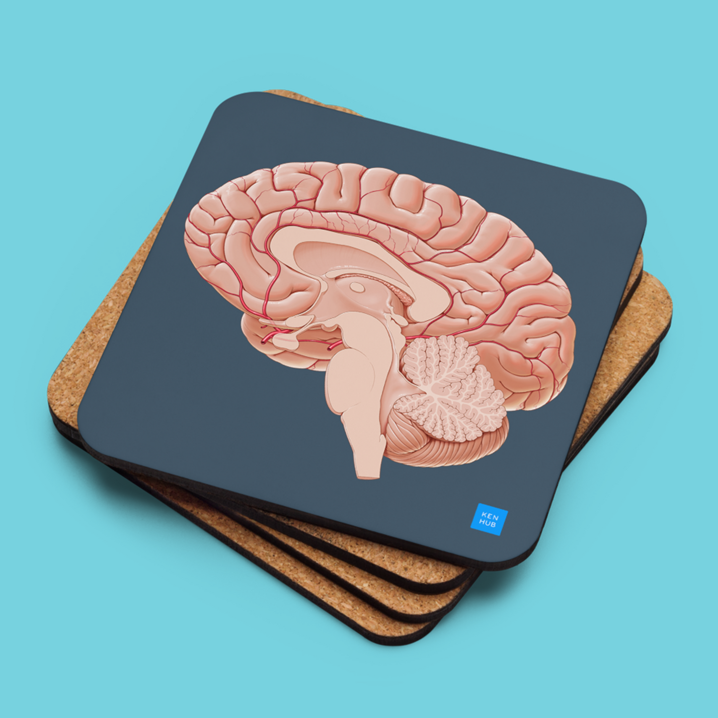 Brain Sagittal Section - Cork-back coaster